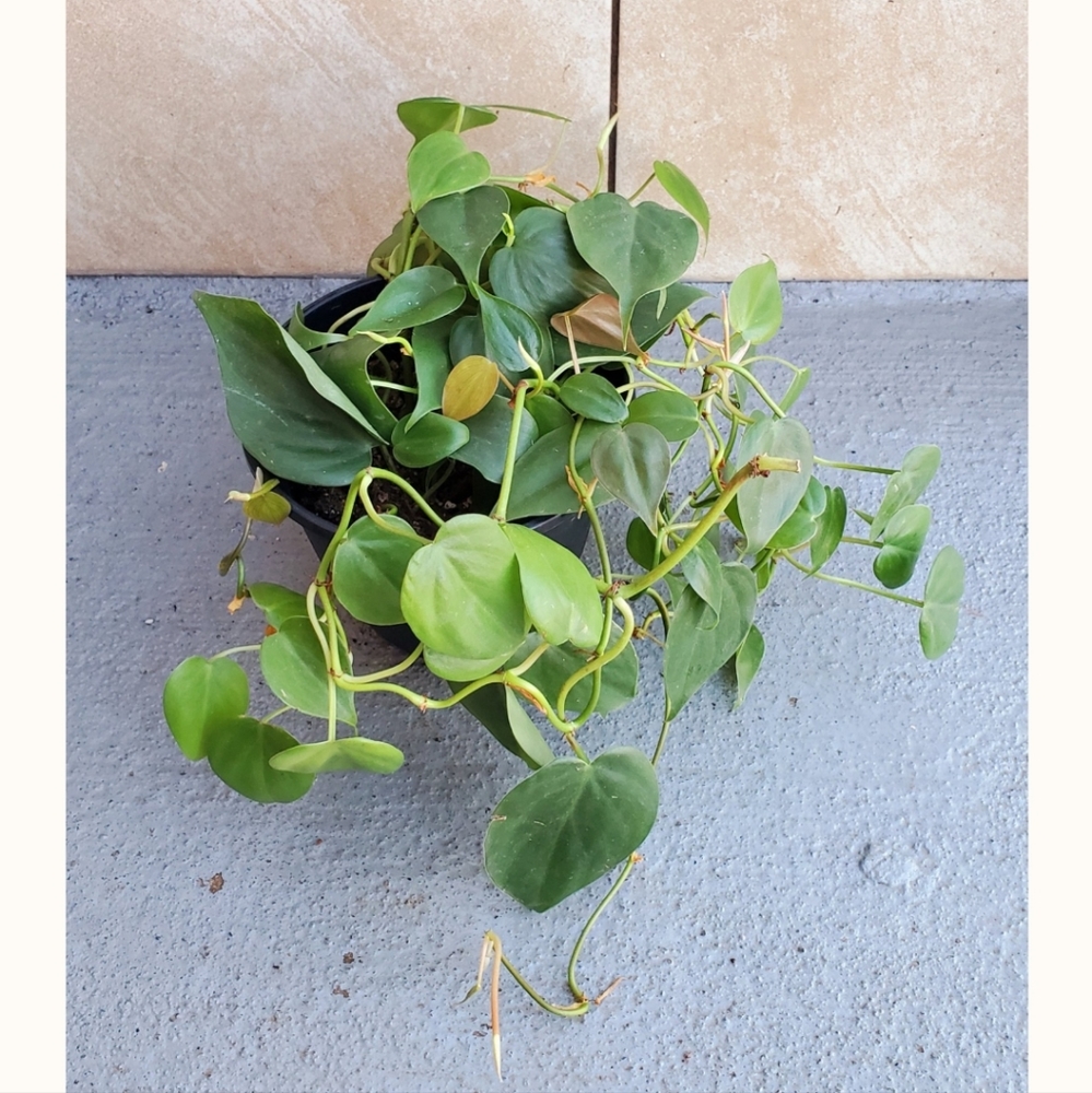 Philodendron 'Heart Leaf' Cordatum 'A' | 5.25" pot